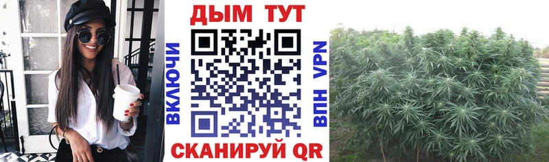 Конопля гибрид  Северодвинск 
